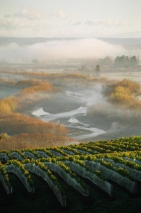 Pukera Autumn Vineyard